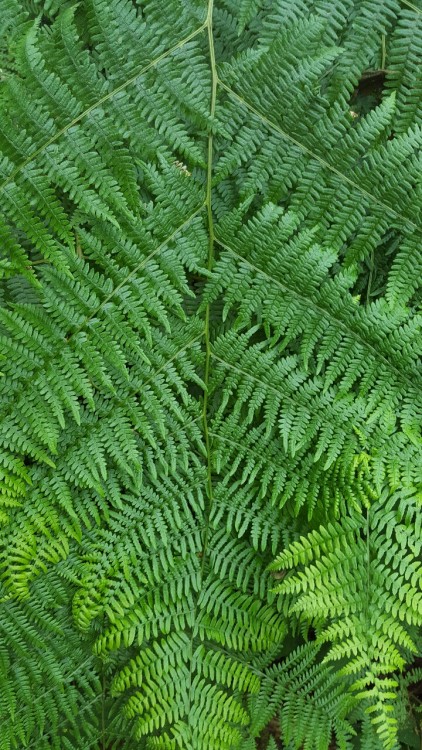 Woodland ferns