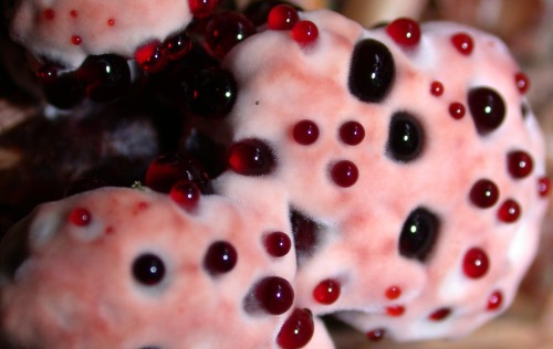 The Bleeding Tooth Fungus (Hydnellum Peckii)