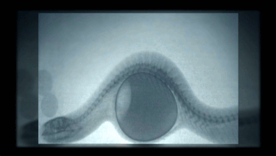    chalkandwater: X-ray video of an Egg-eating Snake swallowing, crushing and then regurgitating