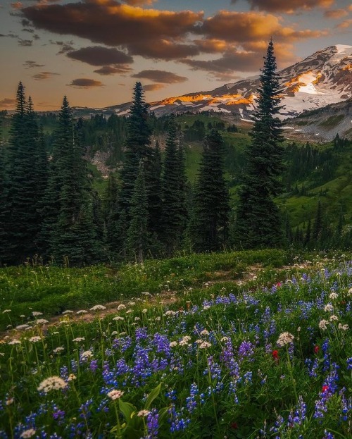 Pacific Northwest, Washington, USA By Austin Pedersen
