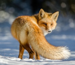 beautiful-wildlife: Over The Tail by Darion