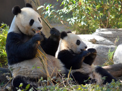 giantpandaphotos:  Xiao Liwu with his mother