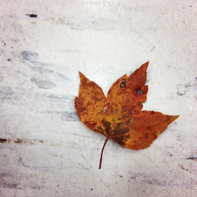 #fall is here. I #love #leaf. (at Creative Arts Center)