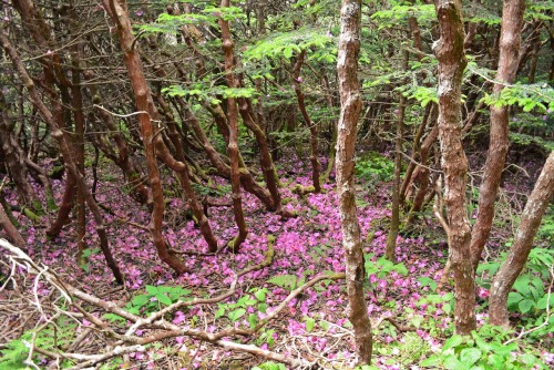 Rhododendron Gardens on top of Roan Mountain, TNI made it there a little past peak, but still so bea