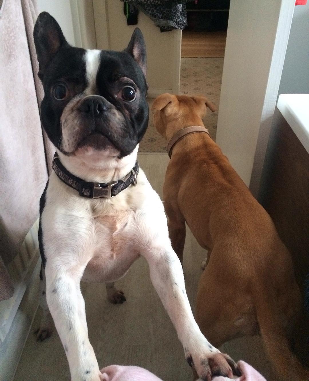 Look who&rsquo;s staying for #xmas 😍 #unwanted #frenchie #rescuedog staying