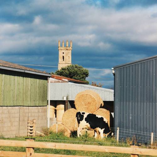 Scenes from the farm #Edinburgh #langhillfarm #cow #geopgt #greatscottishadventure #Midlothian