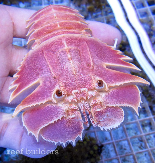 arthurhia:autisming:sugimoto-reimi: sugimoto-reimi: when u think about his soulful brown eyes… him    [ID: a photo of a glaborous fan lobster; a type of slipper lobster that is off white with many red dots, giving its body a pink hue. it has circular