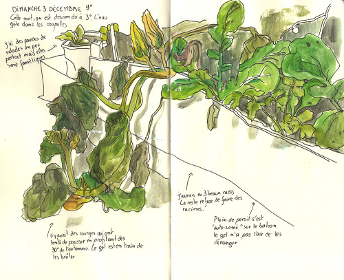 Some Pages From My Gardening Sketchbook.