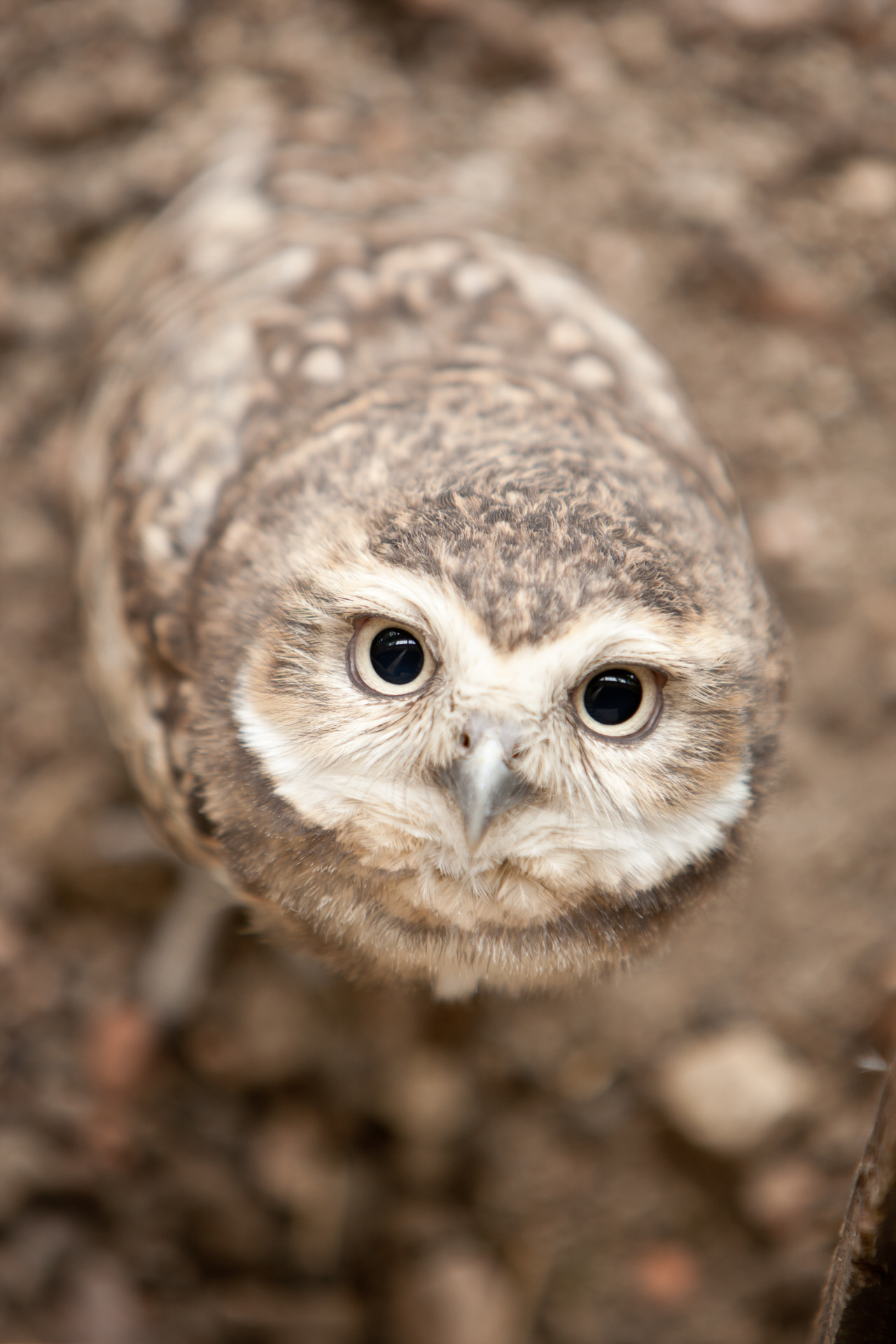 owlsday:  owlsday:  Burrowing Owl  #Fbf 