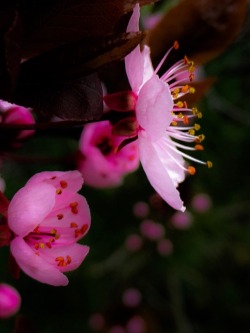 jalouise:Sometimes I love pink;)