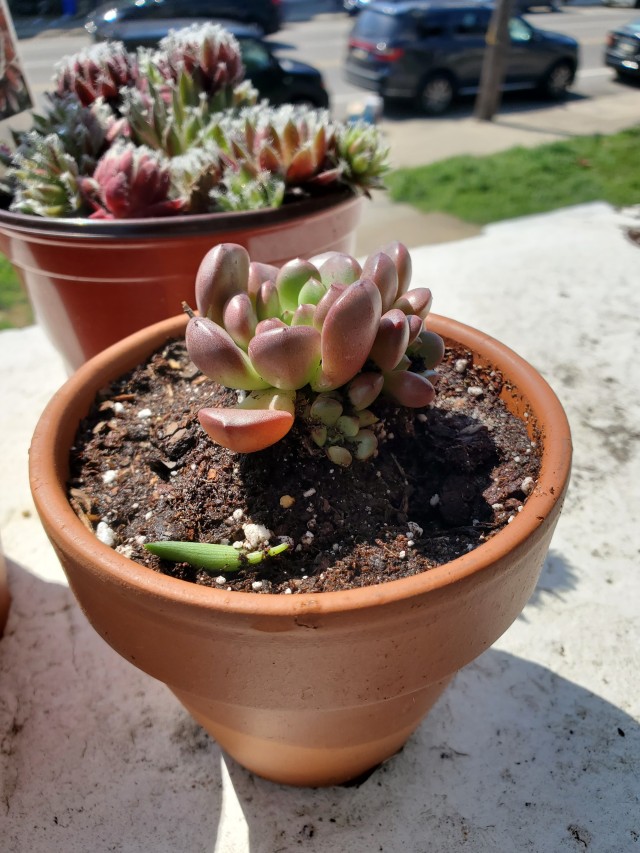 a graptoveria baby in a small terracotta pot