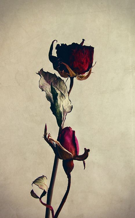 PoisonIvyBellaDonna Lost in Translation🌹🥀🌿