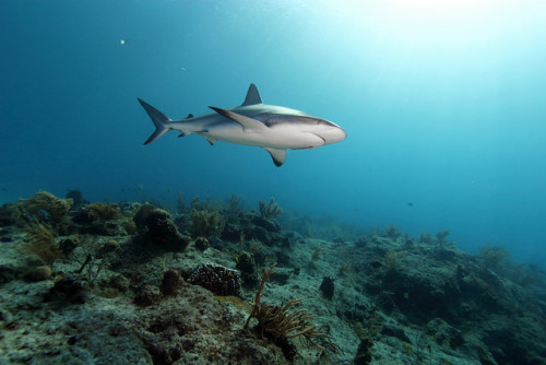 Carcharhinus perezi by PaoloLora on Flickr.