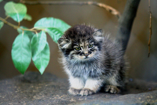 acknowledgetheabsurd: Pallas’s cat is a small wild cat having a broad but patch