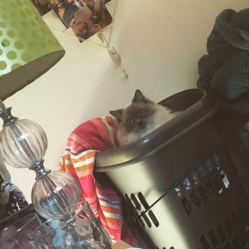 je m'appelle Laundry Chât #cat #catsofinstagram #ragdollcat #kitten #ragdollkitten #ragdoll (at Bisp