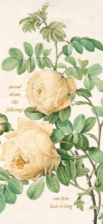 follkllores:  Pierre-Joseph Redote’s engraved and painted flowers + folklore lyricsphone lockscreens or backgrounds | please reblog if you like/save/use