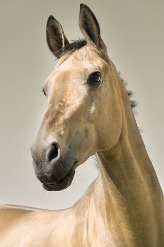 Akhal-Teke Horse (Equus ferus caballus)