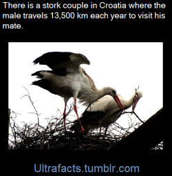 ultrafacts:Malena and Klepetan, two storks