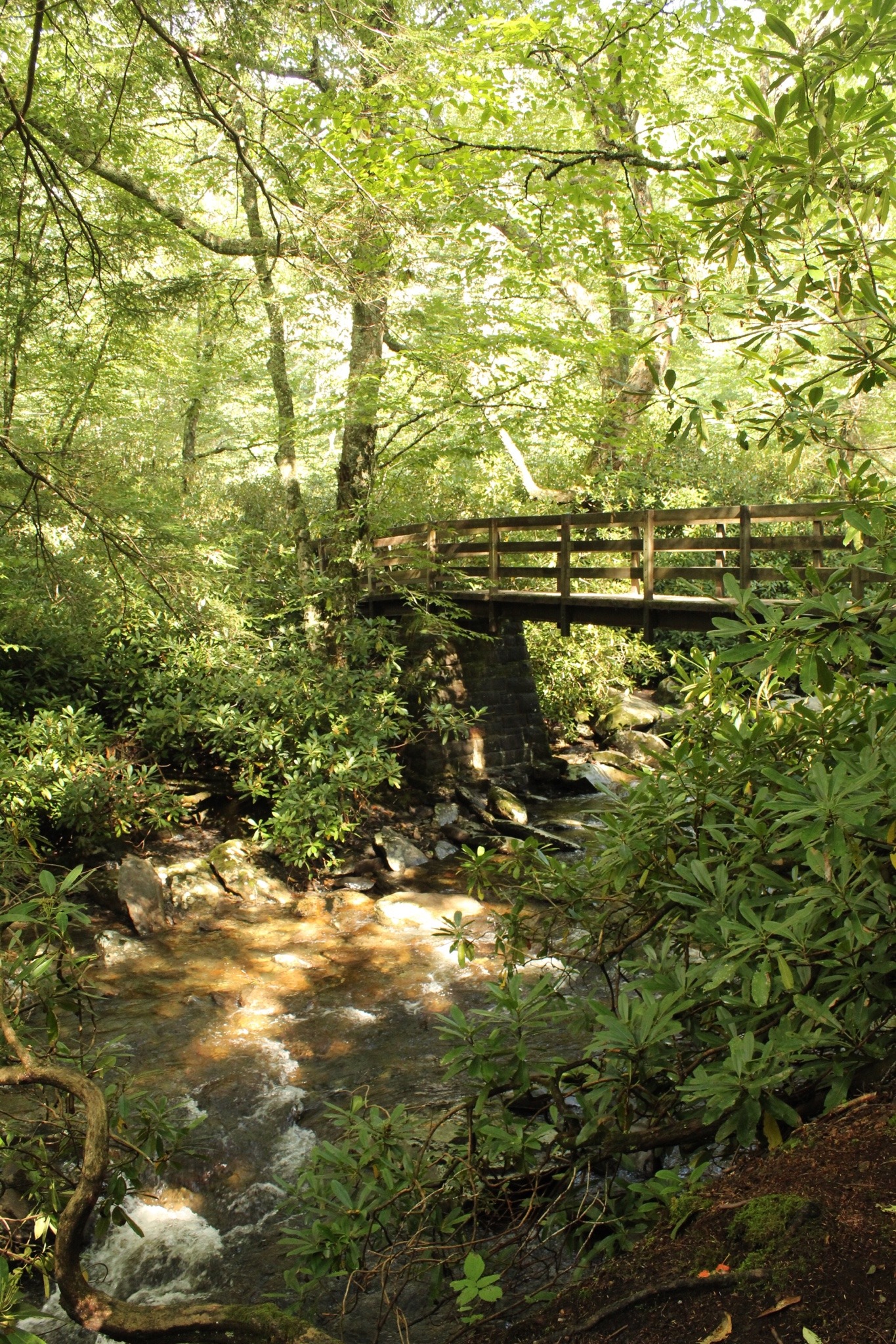 More from hiking today in Tennessee 