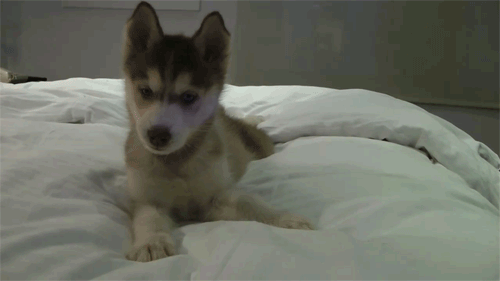 pookie-bear17:  i want one so bad. 