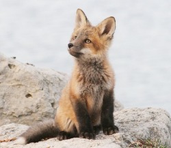 everythingfox:A good boy  Our nature date 💘