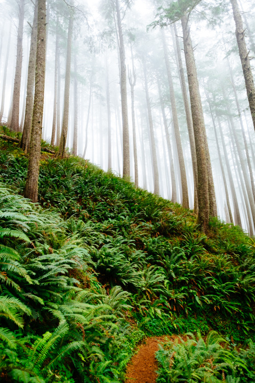 lensblr-network:  Fog on the Oregon Coast, 2015 photo by Thomas Lawn  (tumblr.thomaslawn.net)