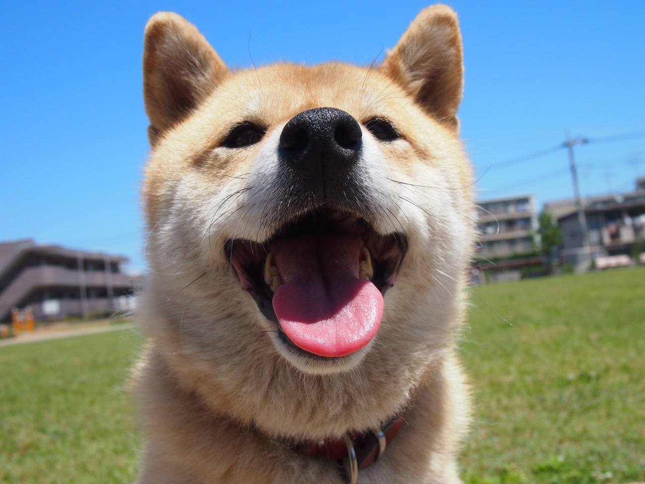 shibainu-komugi:  今日の柴犬の小麦さん #shiba #dog #komugi #柴犬
