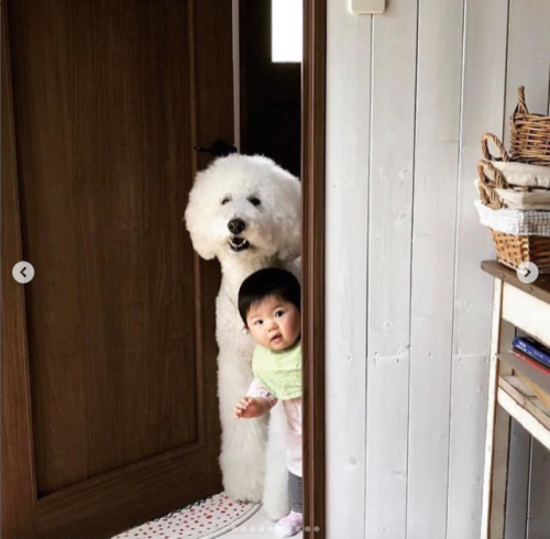 babyanimalgifs:Day made (@tamanegi.qoo.riku)