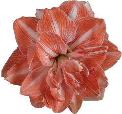 orange flower