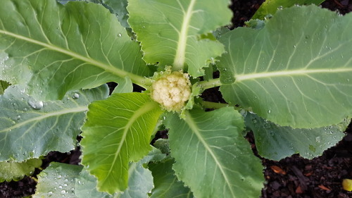 May 2018 - The tiniest cauliflowerI grew some of the tiniest cauliflower heads ever! It was an accid