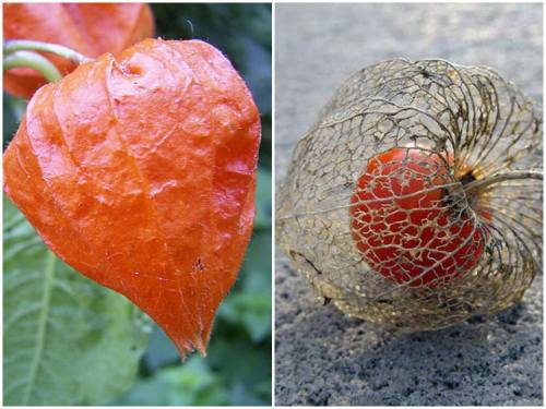 This cool little herbaceous perennial plant is called Physalis alkekengi. Due to its paper like appe