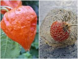 earthstory:  This cool little herbaceous perennial plant is called Physalis alkekengi. Due to its paper like appearance, it also commonly referred to as a Chinese or Japanese lantern. This plant blooms during the winter months and then dries in spring.