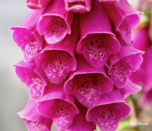 rosemonetphotos: Digitalis purpurea   05&gt;2018Digitale pourpre Foxglove