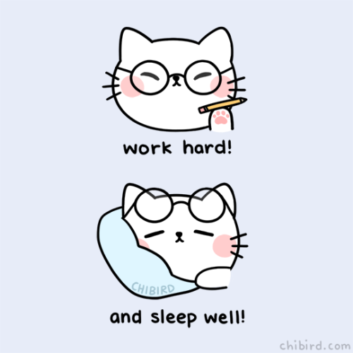 chibird - A motivational cat to remind you to give it your all...