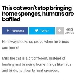 wheresthefuckingexit79:  babyanimalgifs: now this is the type of news i want to read about  Kitty bring you da sponge.  Go wash da food bowl and fill it!
