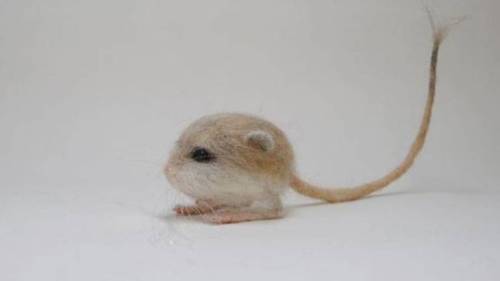 Oh My God Y'all A New Animal Just Dropped