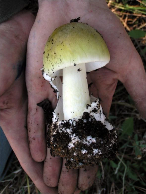 What Mush Is Saint? I Think This'll Be Challenging Cause Mushrooms Dont Have Fur!(atleast I Dont Think