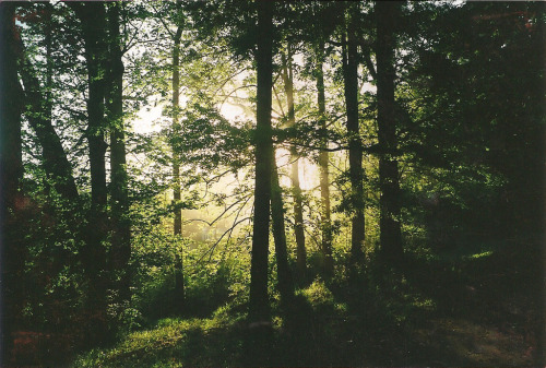  { forests by anewresolution } 