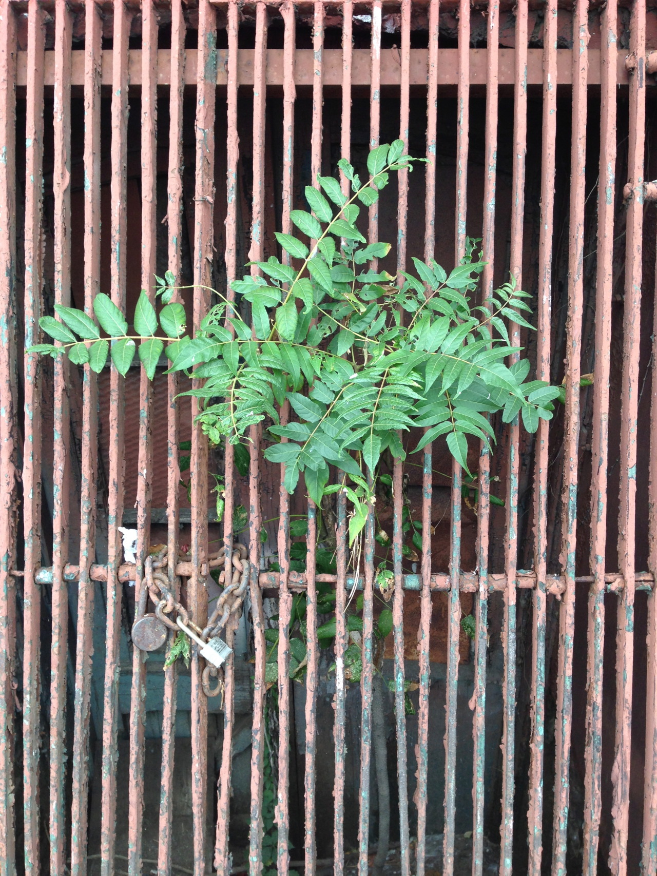 PINSTRIPES AND VINES
“ FROM DRIGGS AVENUE, GREENPOINT
”
View Post