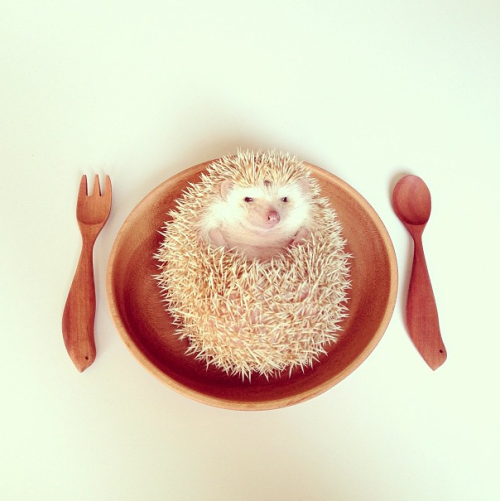 nonsolokawaii:Darcy The Flying Hedgehog (via)