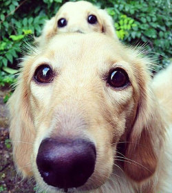 conflictingheart:Dogs With Their Cute Mini-Mes