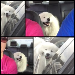 sammiethesamoyed:  Sammie is the happiest