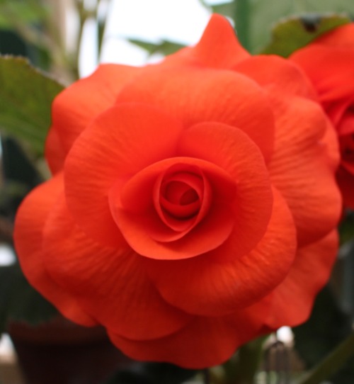 plantconstellations:  shades of begonias 