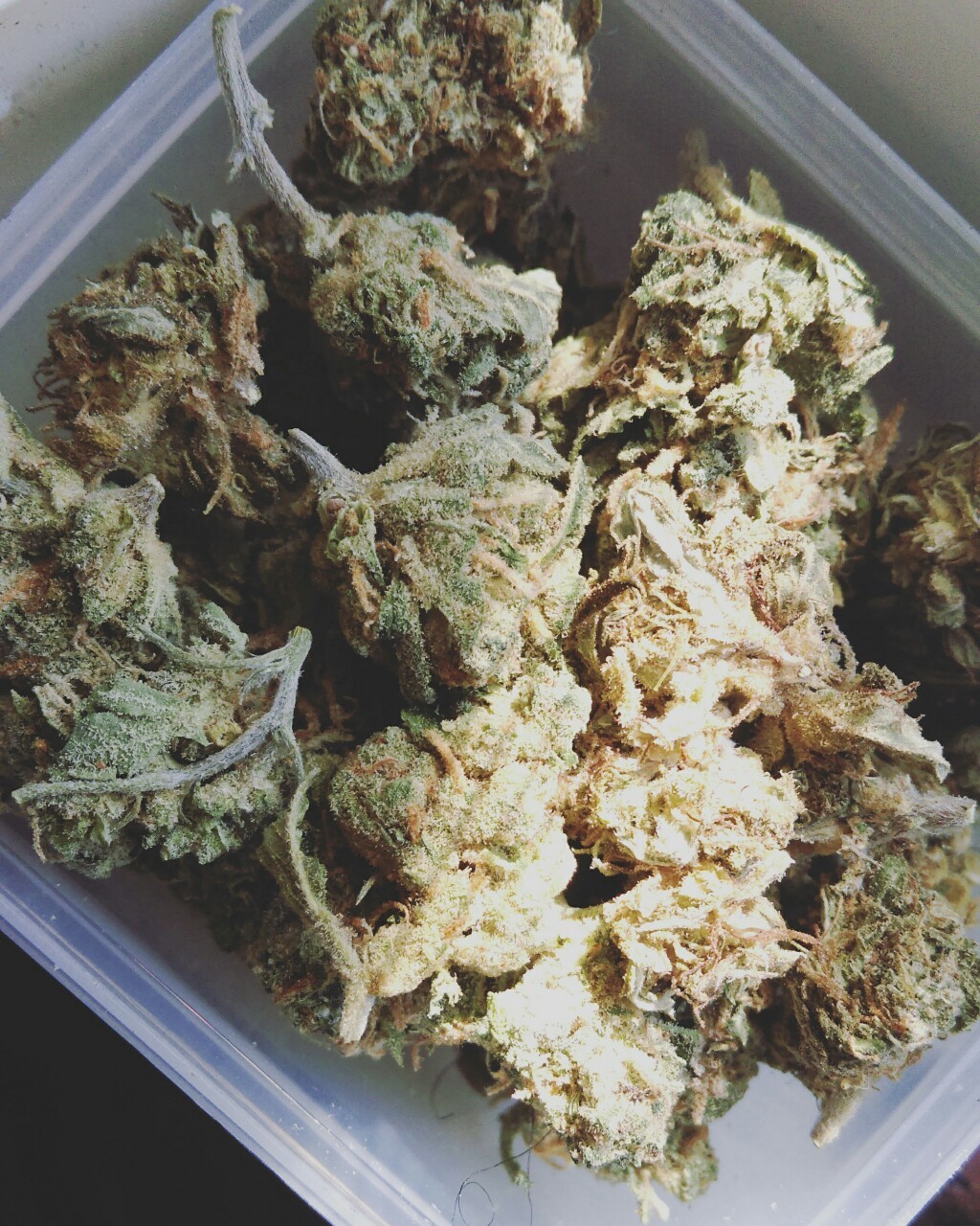 halessmokes:  Golden Goat 💫