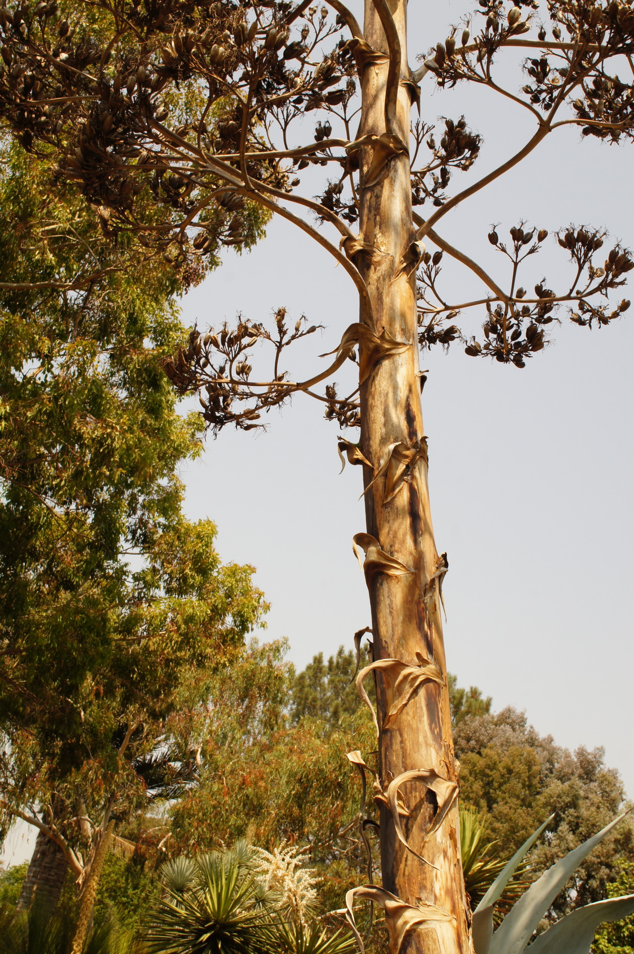 flora-file:  Big flower (by flora-file)  Agave franzonsinii 