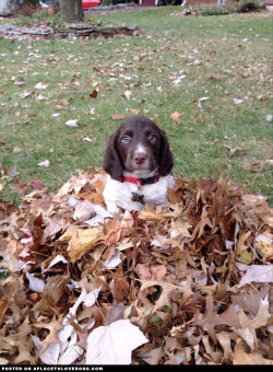 aplacetolovedogs:  Little Brittany Spaniel puppy playing in the leaves