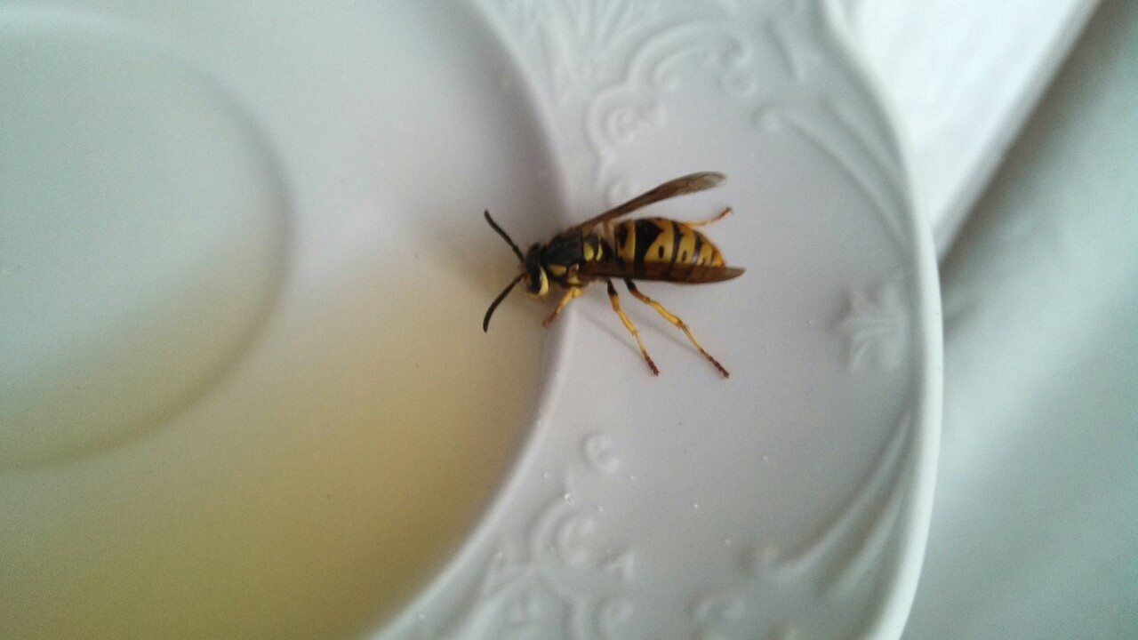 ASSHOLE UPDATE. Slid it onto a chair and let it climb on a saucer w sugar/honey water