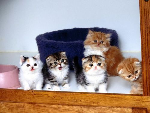 cutencats:  Котята @cutencats
