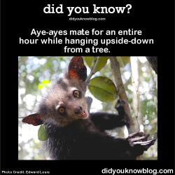 did-you-kno:  Aye-ayes mate for an entire