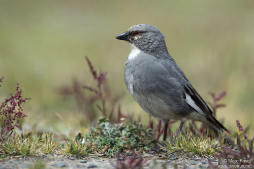 ainawgsd:The White-winged Diuca-Finch is a peculiar passerine of the high Andes in Peru, Bolivia, Ar